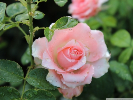 Pink rose - rose, pink, leaves, garden