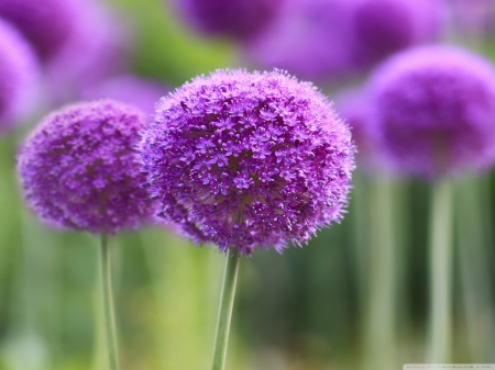 Purple onion flowers - Purple, Onion flowers, love, fields