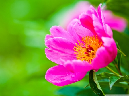 Awesome pink flower - big, field, garden, flower