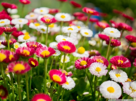 Colourful daisies - white, red, flowers, cute, small