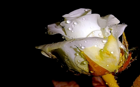 Beautiful White Rose - one, beautiful, white, rose