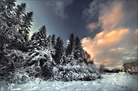 Wonderful Winter - tree, winter, snow, clouds