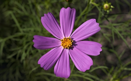 Purple Love - one, beautiful, flower, purple