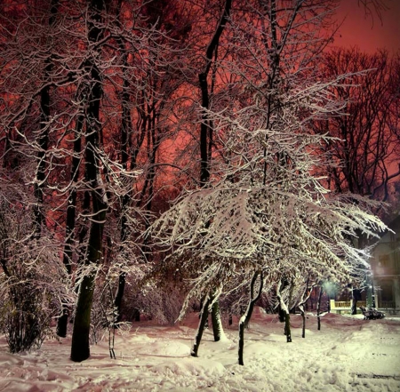 Red Sky - snow, winterr, nature, tree