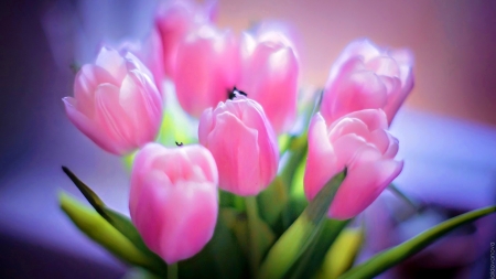 Pink Tulips - nature, tulip, flower, beautiful