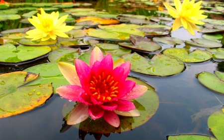 water lilies - lilies, lotus, lake, river, water, flower