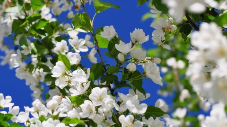 Spring flowers - Beauty, Tree, Flower, Spring