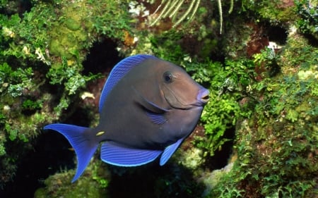 black and blue fish - fish, rock, sea, grass