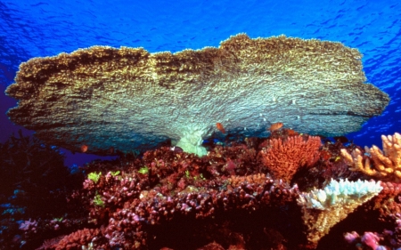 huge table coral - coral, table, ocean, bed