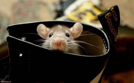 mouse in boot