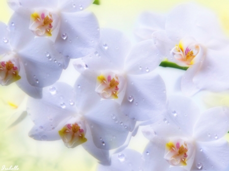 Orchids ♥ - Orchids, Flowers, Beautiful, Gentle, Photo manipulation, Pure, Lovely, White, Soft