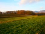 Beautiful field with forest