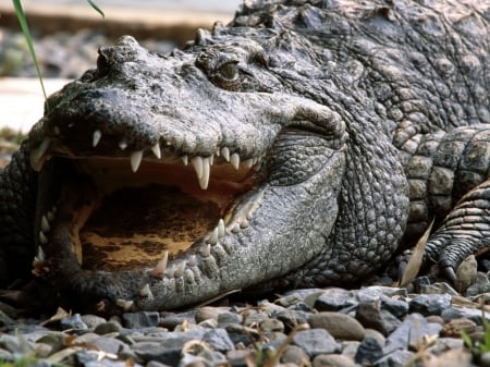 Australian Crocodile - grey, tough, green, hard skin