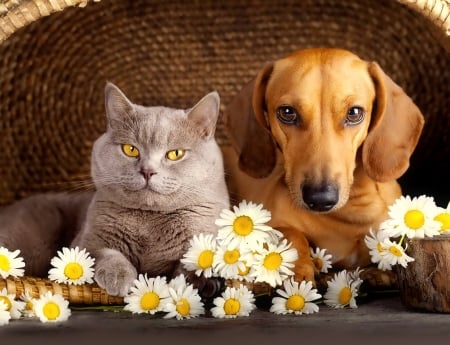 Cat and dog - cat, adorable, basket, dog, sweet, friendship, flowers, friends, daisies, cute