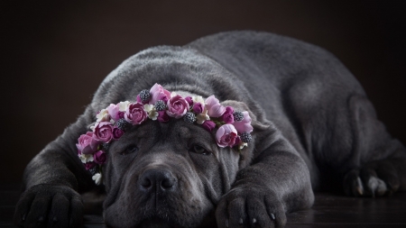 Cute Dog - animal, cute, black, flowers, dog