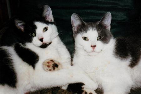 Sly & Ted Devoted Brothers - felines, cats, siblings, companions