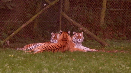 the little tigers - cat, stripie, beautiful, big, cute, longleat, tiger