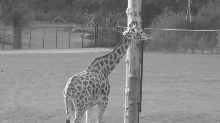 Giraffe - leaf eater, giraffe, cute, spoty, tall