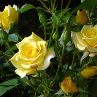 Yellow roses