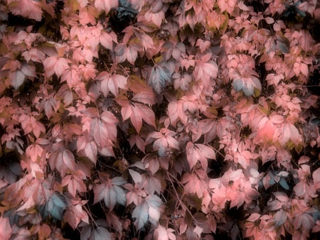 Pink leafs - leafs, colors