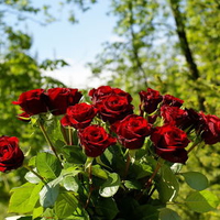 Red roses