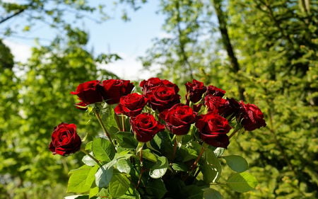 Red roses - flowers, roses