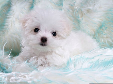 Sweet Fluff - fluffy, white, dog, puppy, sweet, animals