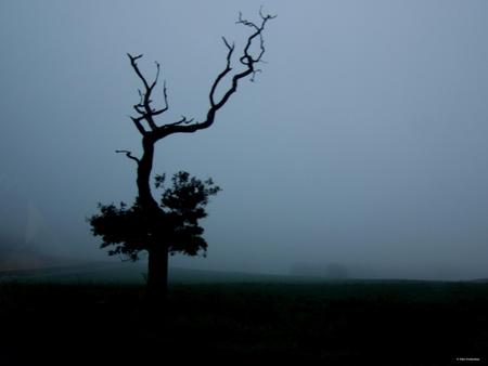 Witch's tree - witch, fantasy, highlands, fog, scotland, tree, dark