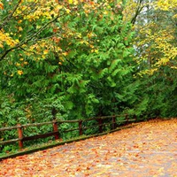 Chuckanut Drive Autumn