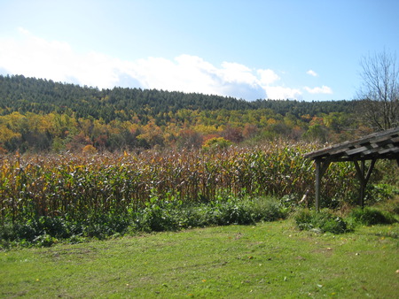 Cornfield in Fall - fall, country, mountains, corn field