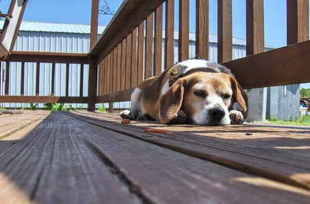 Resting on the Porch - dog, nature, outside