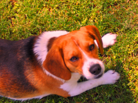 Smile For the Camera - nature, outside, micky, dog