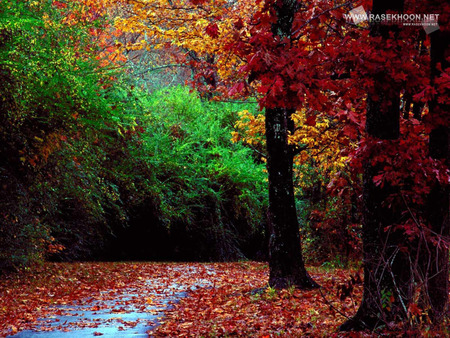 fall - fall, forest