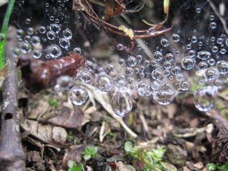 The water droplets on the spider web - droplet, web, spider, water, rain