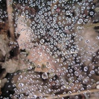 The water droplets on the spider web2