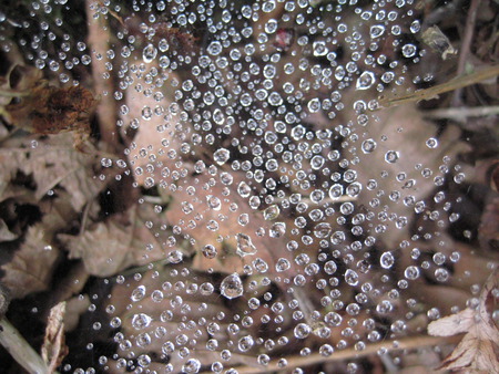 The water droplets on the spider web2 - giresun, findik, droplet, spider