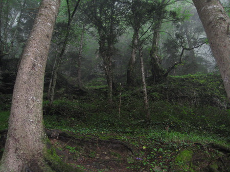 The forest - sumela, 61, trabzon, forest, fog