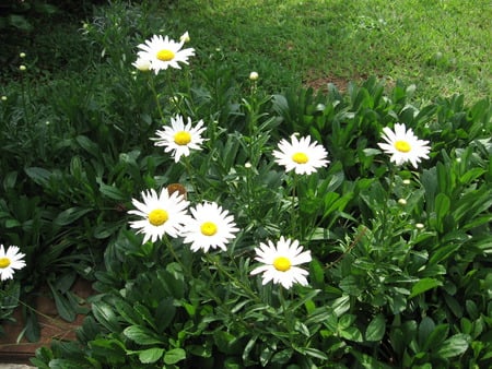 Daisies - daisies, daisy, flower, garden