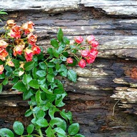 November Rose on Log