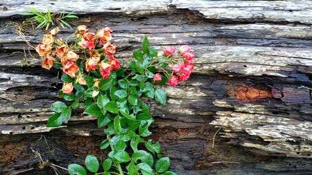 November Rose on Log - widescreen, fall, autumn, log, rose, washington, flower