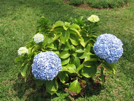 Hydrangeas - flower, hydrangeas, garden