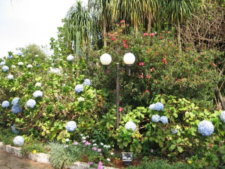 Sweet garden - garden, flower, plants, hydrangea