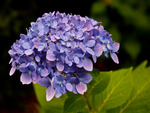 Purple hydrangea