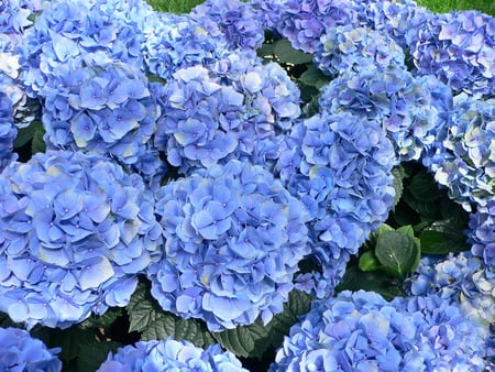 Blue Hydrangeas - hydrangeas, garden, flower