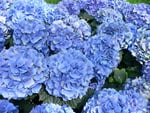 Blue Hydrangeas