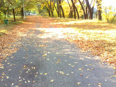 Pantelimon - park, leaves