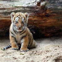 Tiger cub