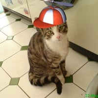 CAT in a HAT