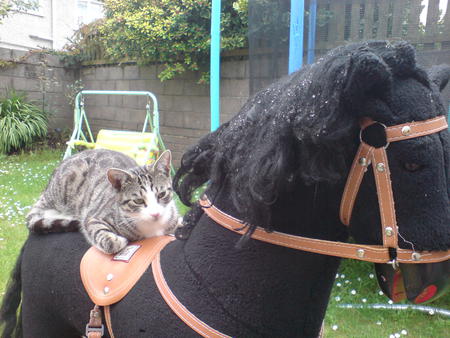 Cat on a horse - cats, ride, horse, funny