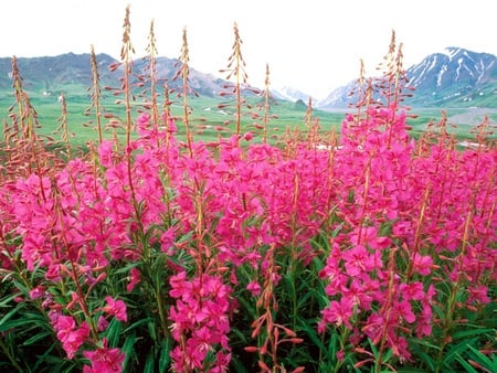 Pink flowers - nature, flowers